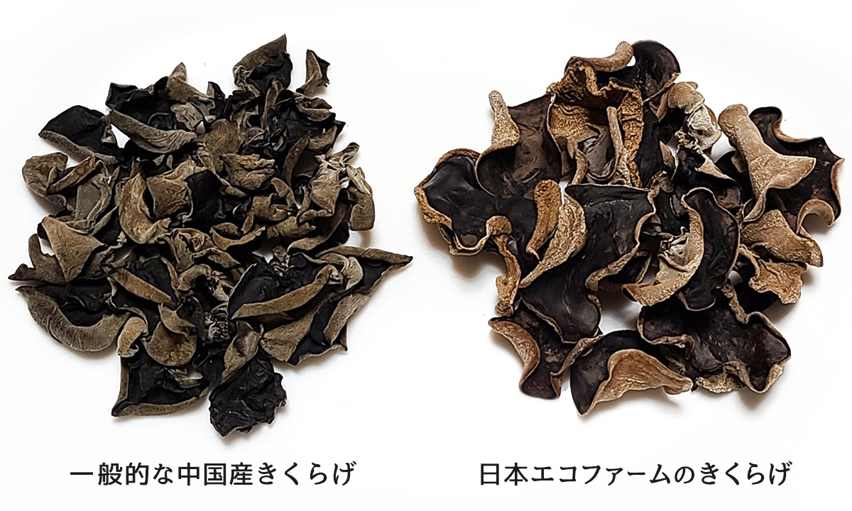 純国産 茨城県 日本エコファームの乾燥きくらげと中国産きくらげの比較